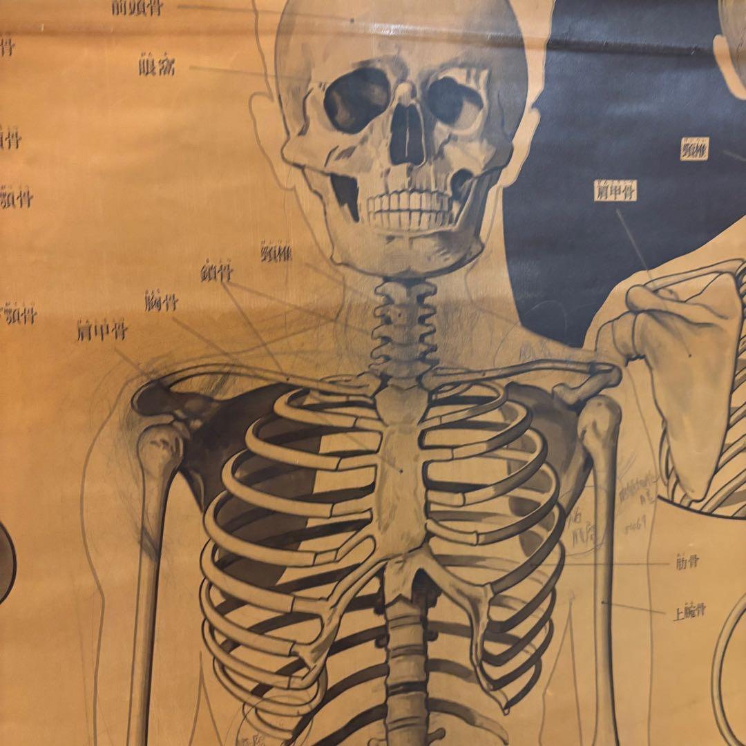 人体解剖図 白骨 人体模型 ヴィンテージ アート アンティーク - メルカリ