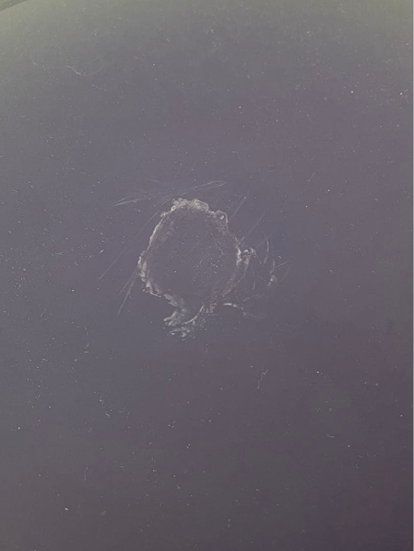 コンポニビリ　カルテル　Kartell