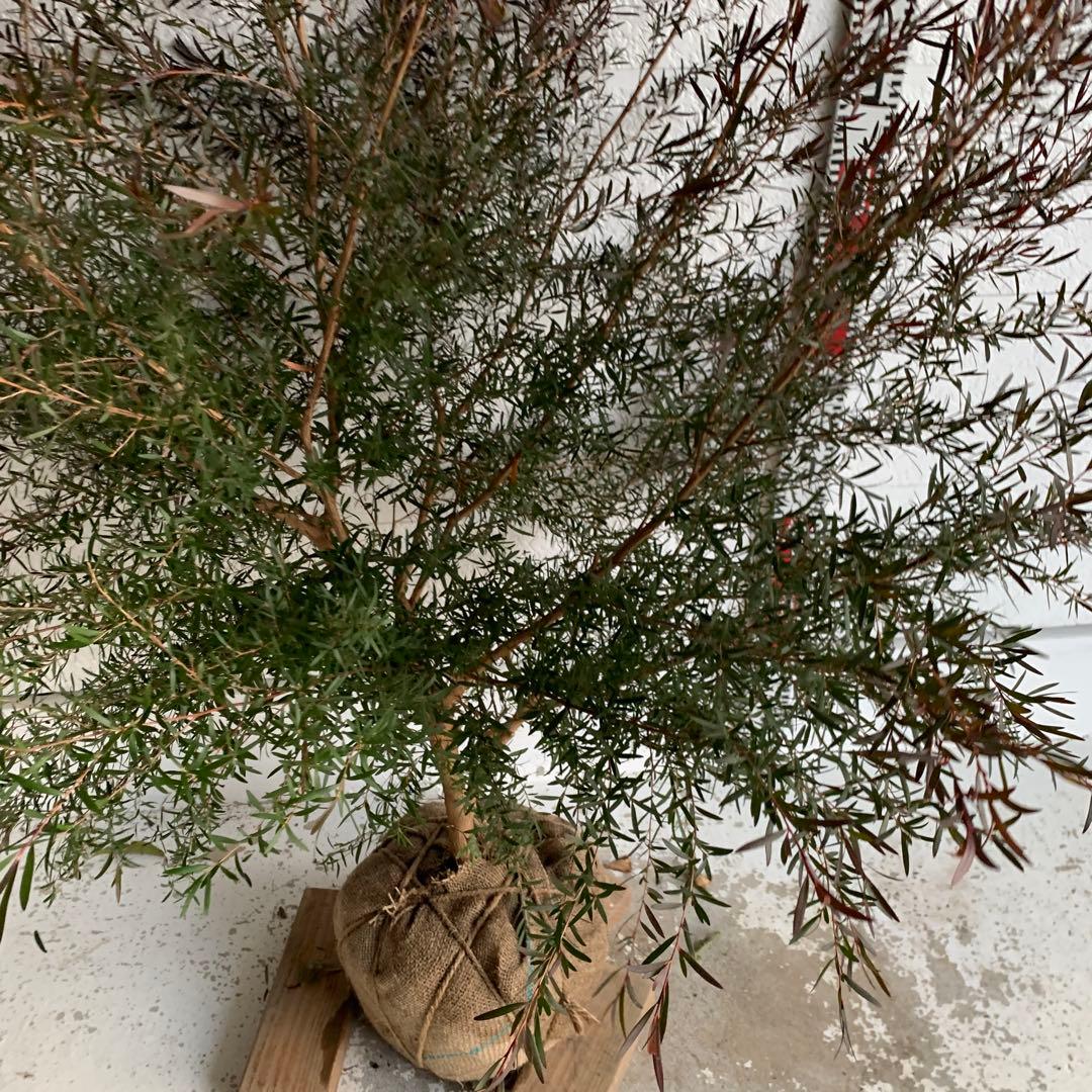 メラレウカ　カッパーグロー　ティーツリー　ブラック　紅葉　銅葉　46