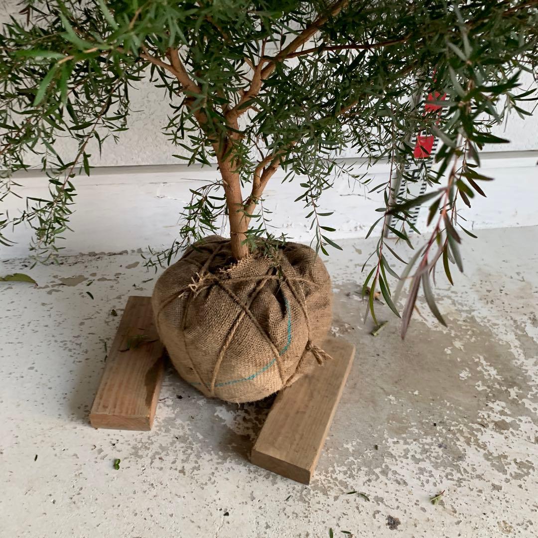 メラレウカ　カッパーグロー　ティーツリー　ブラック　紅葉　銅葉　46