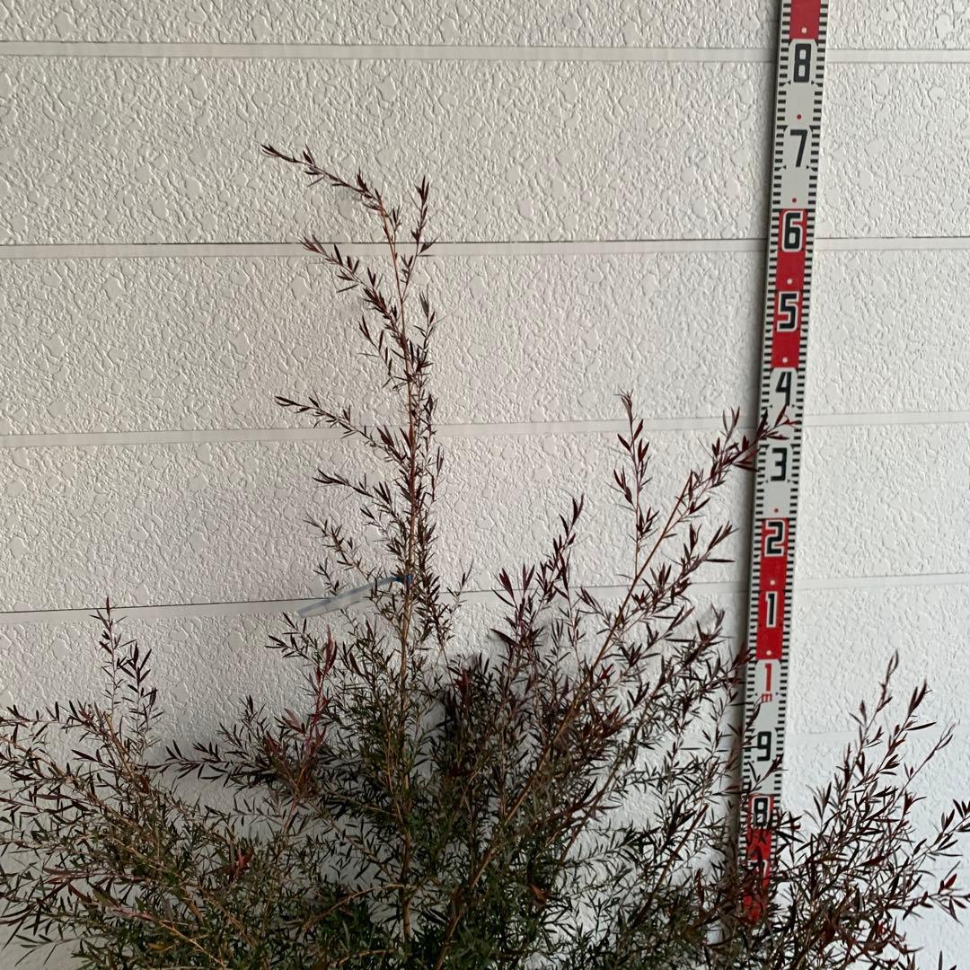 メラレウカ　カッパーグロー　ティーツリー　ブラック　紅葉　銅葉　46