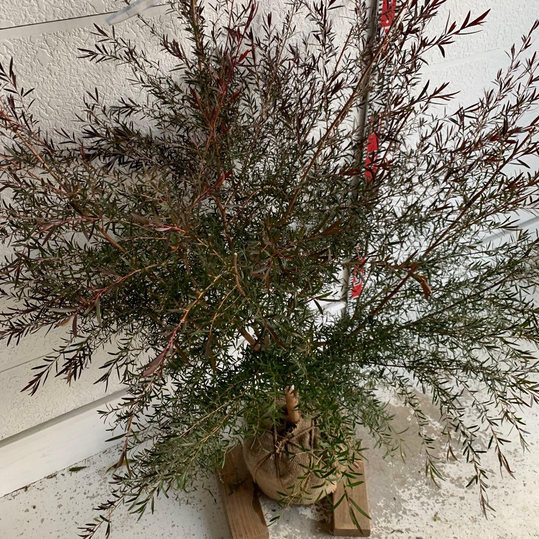 メラレウカ　カッパーグロー　ティーツリー　ブラック　紅葉　銅葉　46