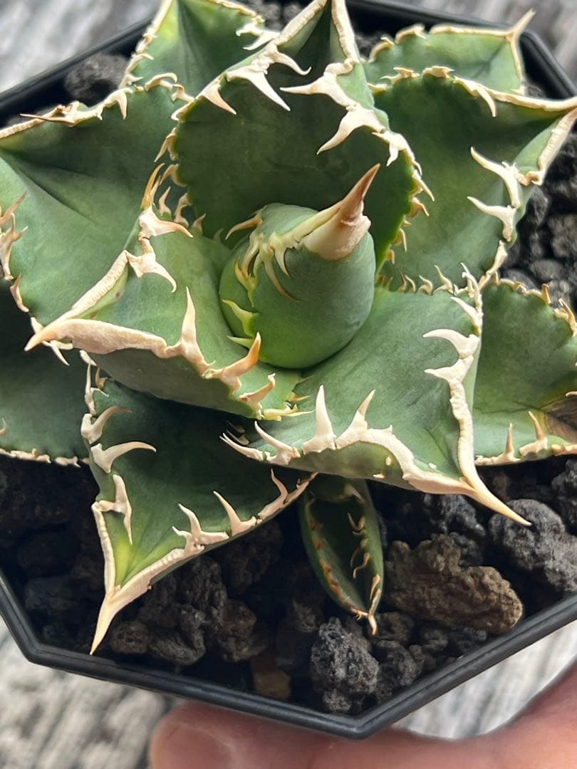 アガベチタノタ 白豪刺 子株付き - メルカリ