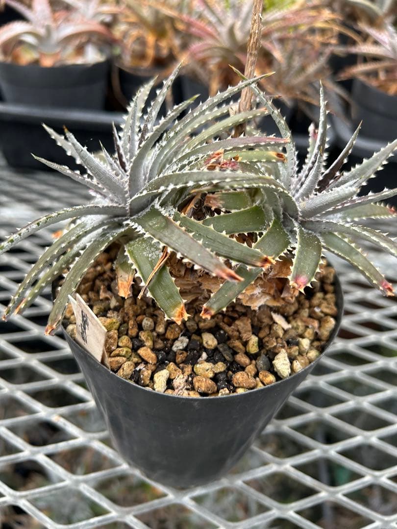 DBディッキア Dyckia Bill Baker hybrid #135 ⑵