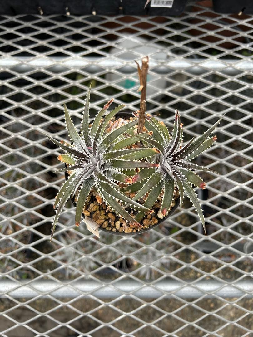 DBディッキア Dyckia Bill Baker hybrid #135 ⑵