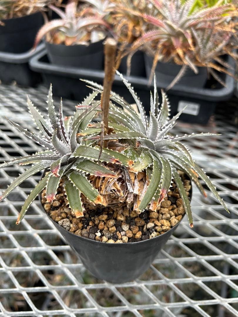 DBディッキア Dyckia Bill Baker hybrid #135 ⑵