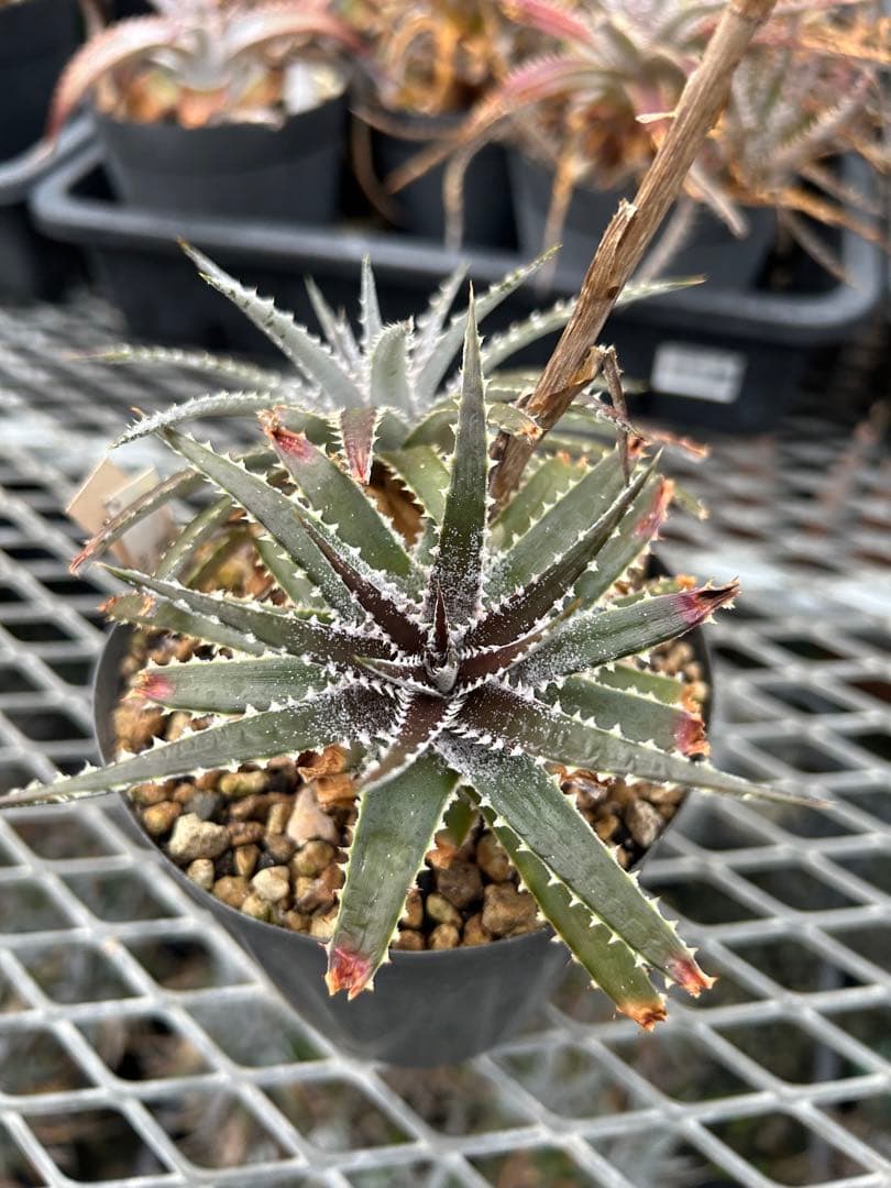 DBディッキア Dyckia Bill Baker hybrid #135 ⑵