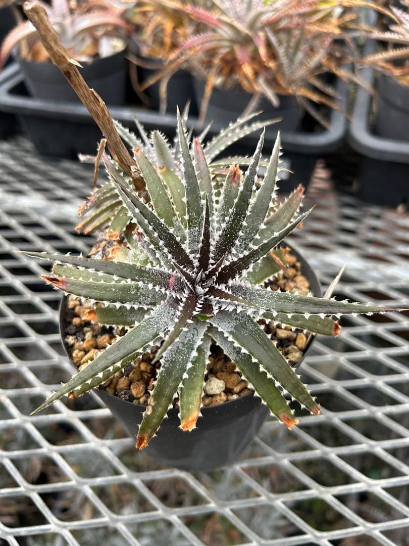DBディッキア Dyckia Bill Baker hybrid #135 ⑵