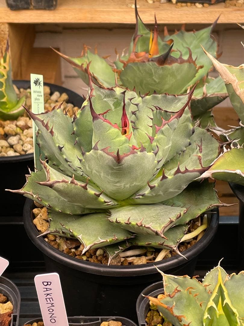 アガベ ハイブリッド コンフェデレートローズ×チタノタ Dennis産