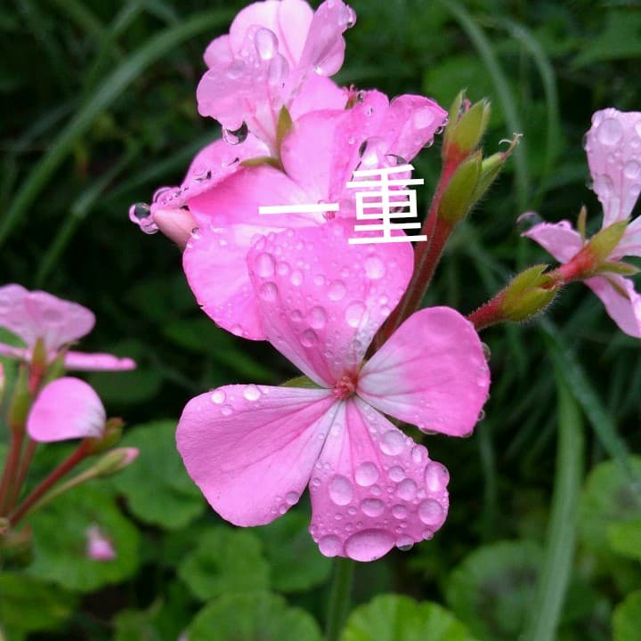 今花がないので 参考にしておきますゼラニウム3種