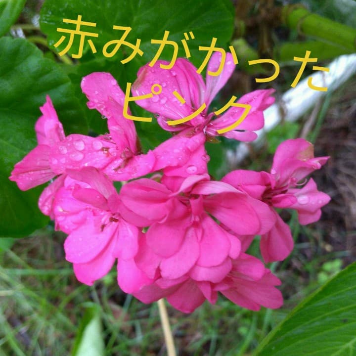 今花がないので 参考にしておきますゼラニウム3種