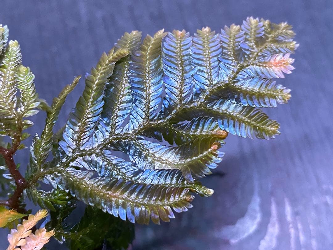 セラギネラ / Selaginella sp.Sarawak 青光シダ ※ - メルカリ