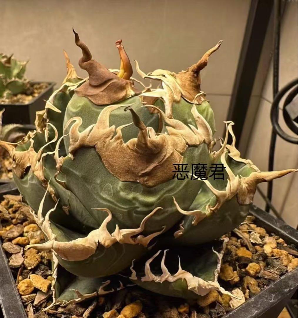 アガベ チタノタ 「悪魔くん」BAKEMON 子株 - メルカリ