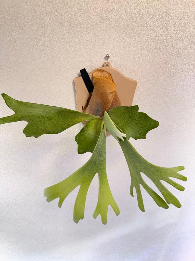 ビカクシダ  White x bogor suddan OC 子株出品