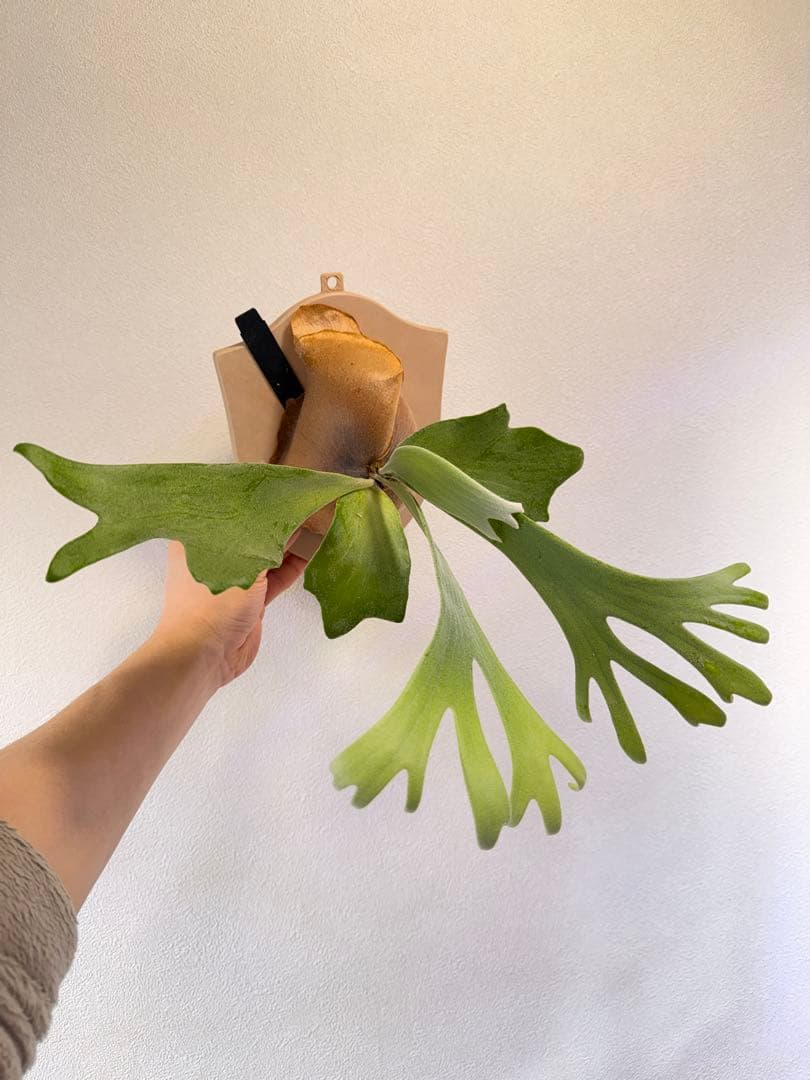 ビカクシダ  White x bogor suddan OC 子株出品