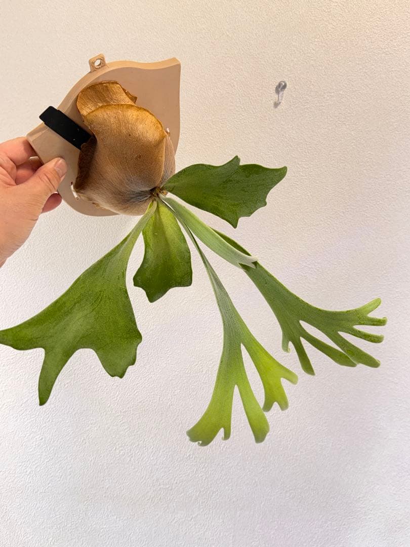 ビカクシダ  White x bogor suddan OC 子株出品