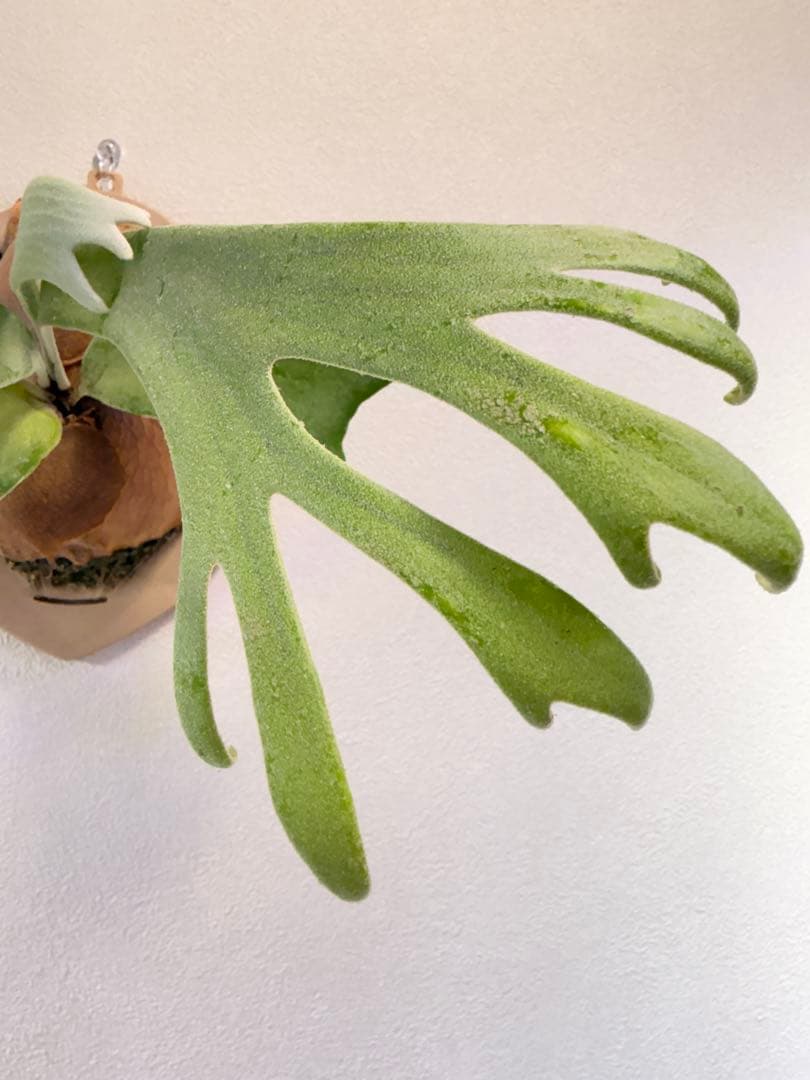 ビカクシダ  White x bogor suddan OC 子株出品