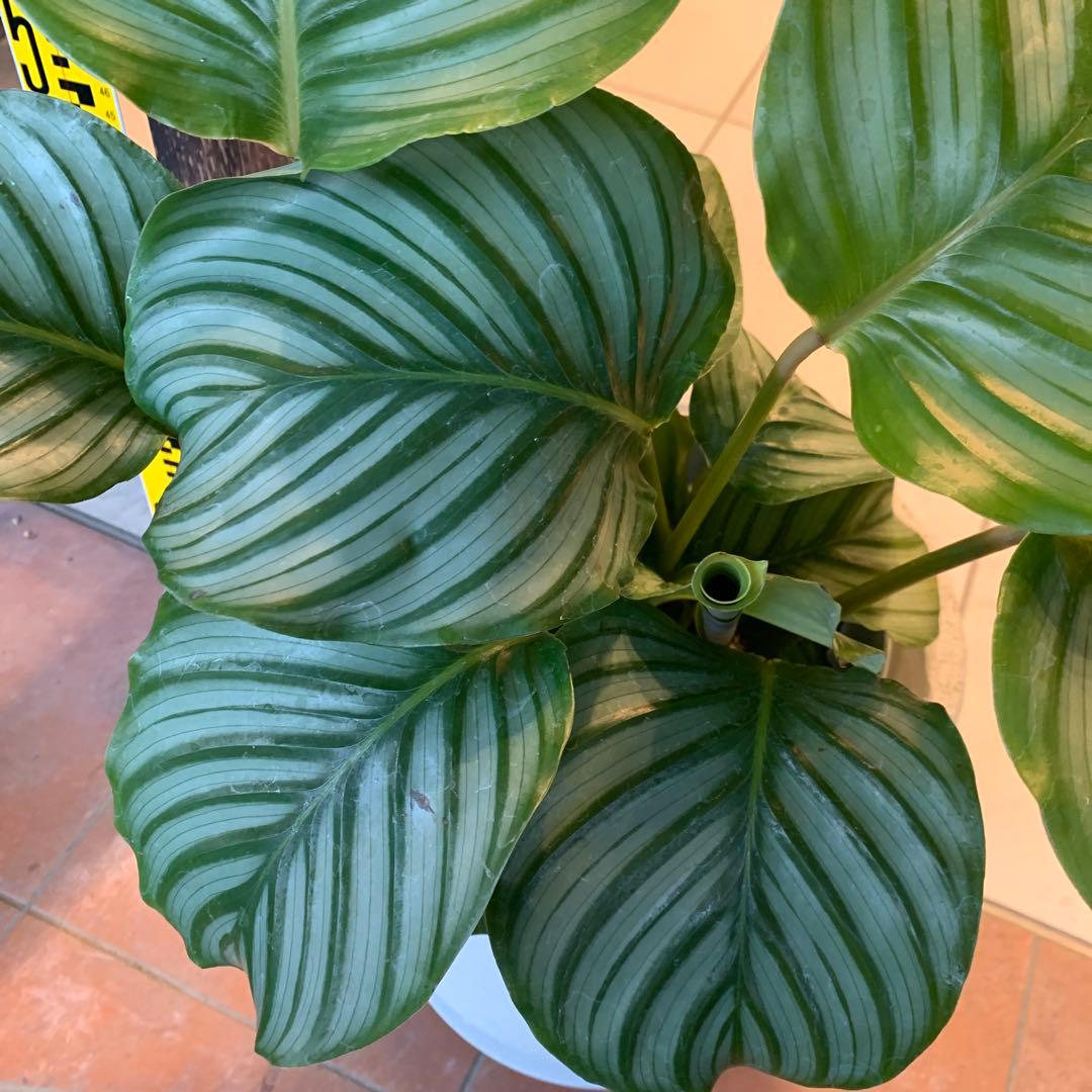 カラテア オルビフォリア ファイバー鉢 お皿付き