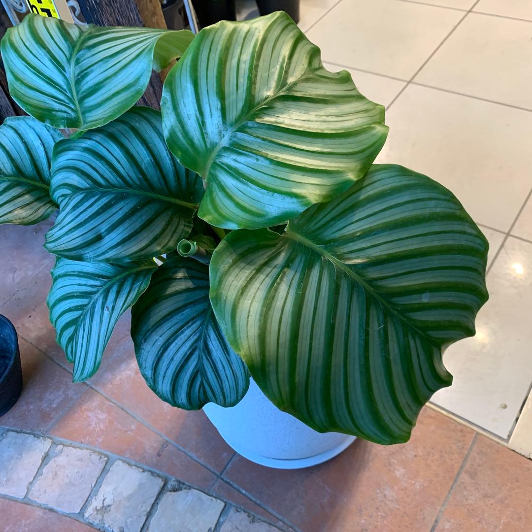 カラテア オルビフォリア ファイバー鉢 お皿付き