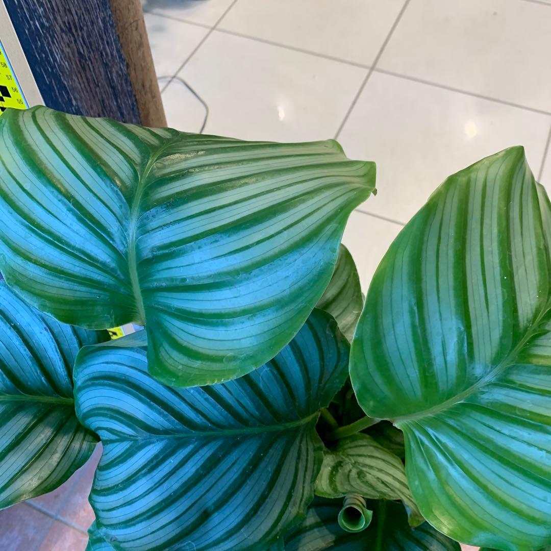 カラテア オルビフォリア ファイバー鉢 お皿付き