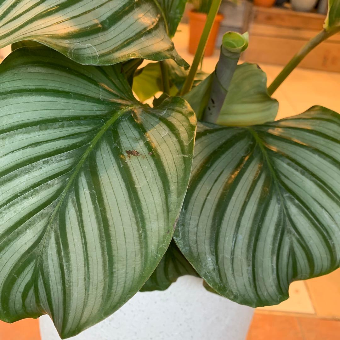 カラテア オルビフォリア ファイバー鉢 お皿付き