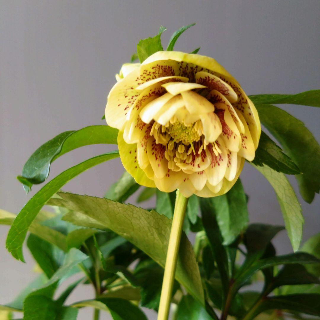 クリスマスローズ　イエロー系ブロッチdd　７号鉢　開花株