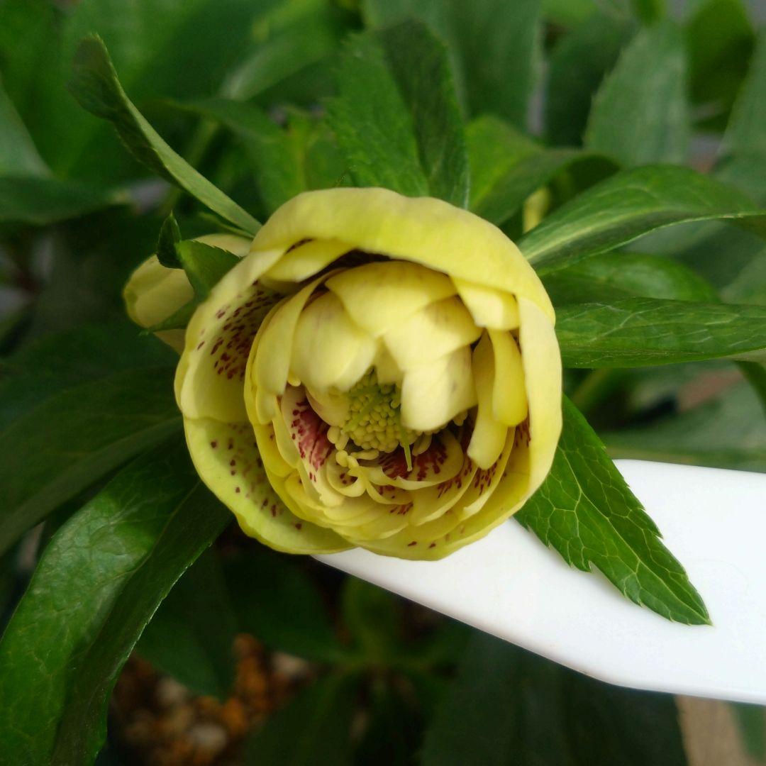 クリスマスローズ　イエロー系ブロッチdd　７号鉢　開花株