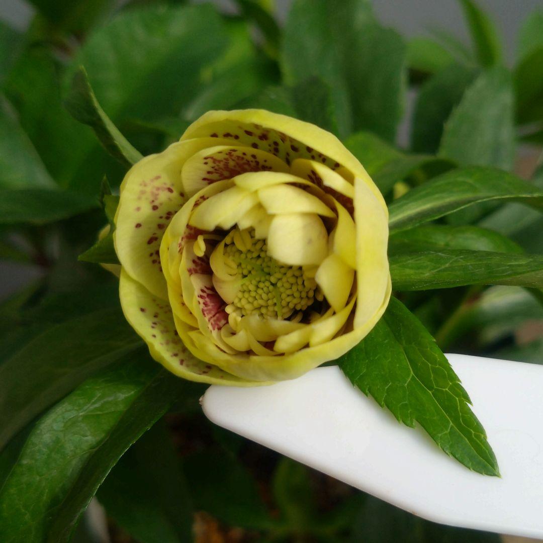 クリスマスローズ　イエロー系ブロッチdd　７号鉢　開花株