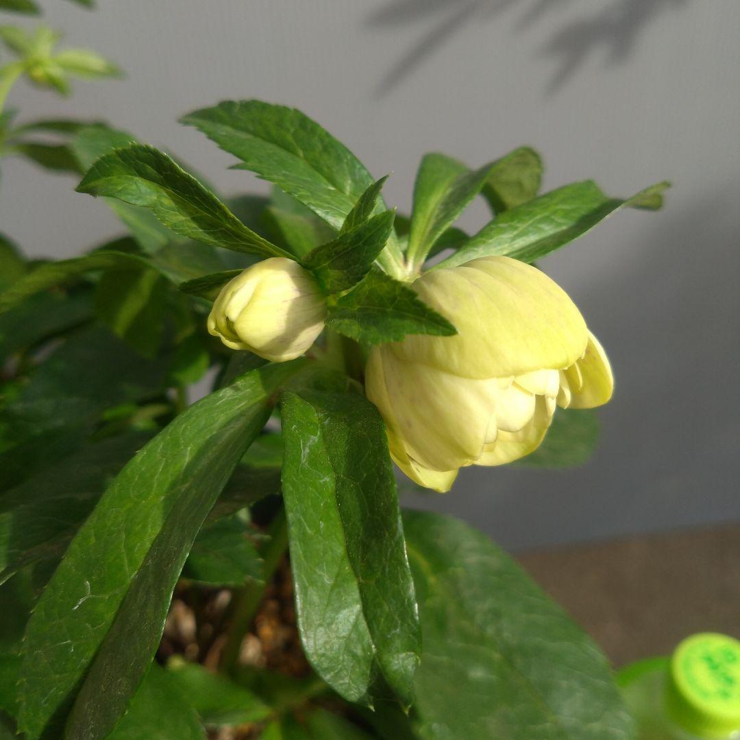 クリスマスローズ　イエロー系ブロッチdd　７号鉢　開花株