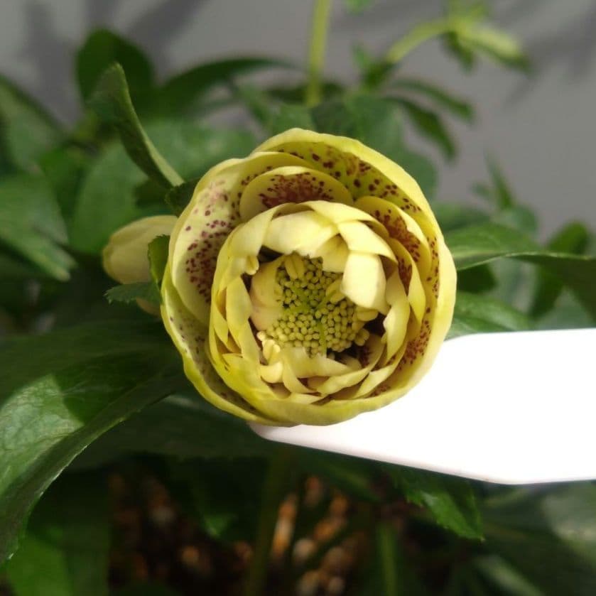 クリスマスローズ　イエロー系ブロッチdd　７号鉢　開花株