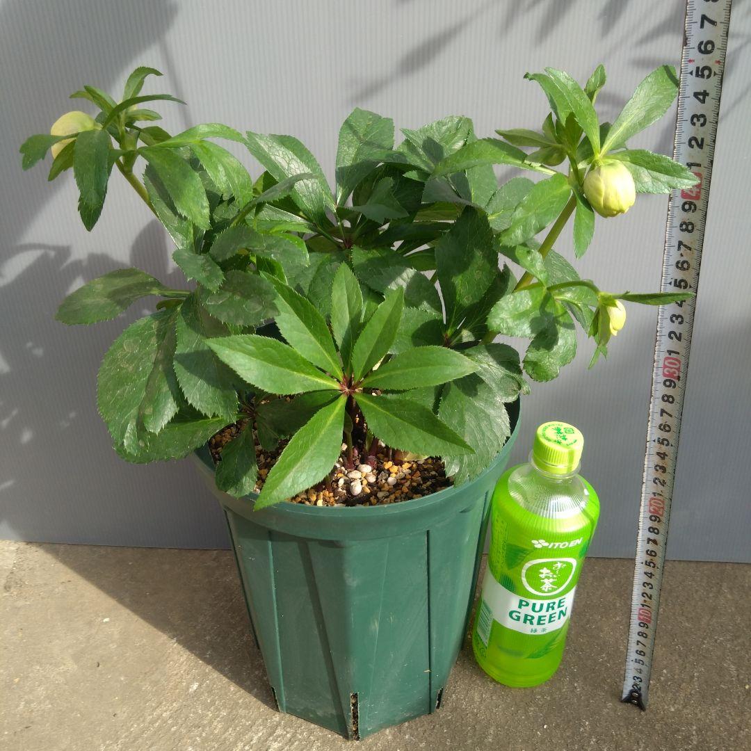 クリスマスローズ　イエロー系ブロッチdd　７号鉢　開花株