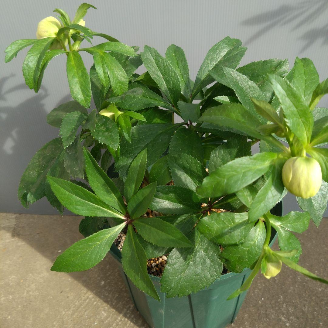 クリスマスローズ　イエロー系ブロッチdd　７号鉢　開花株