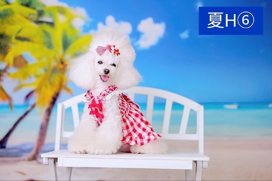 背景布 梅雨C② ペット撮影用フォトブース トリミングチョーカー販売中