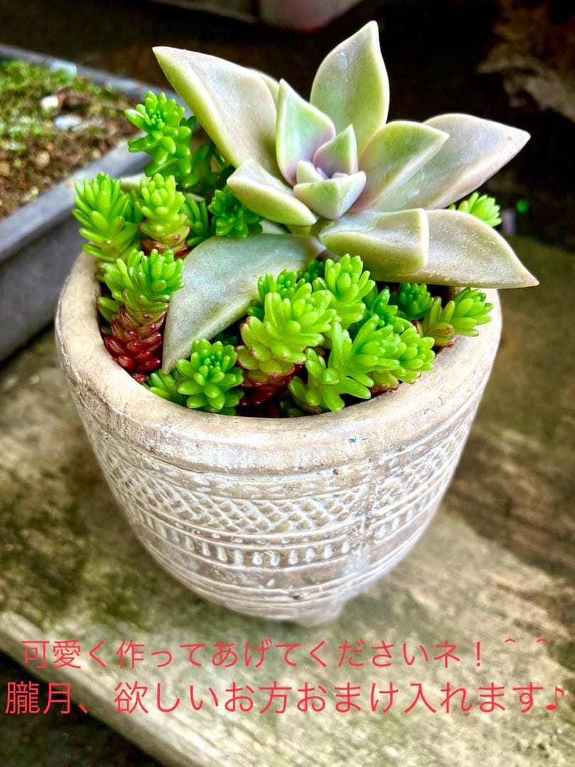 完売　　紅葉中！森で野生化超絶ワイルド【モリムラマンネングサ】セダム＊多肉植物