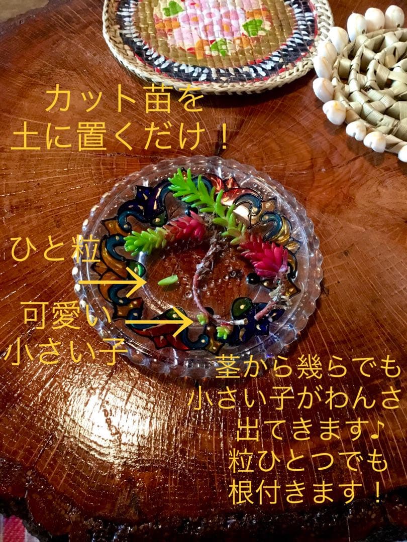完売　　紅葉中！森で野生化超絶ワイルド【モリムラマンネングサ】セダム＊多肉植物