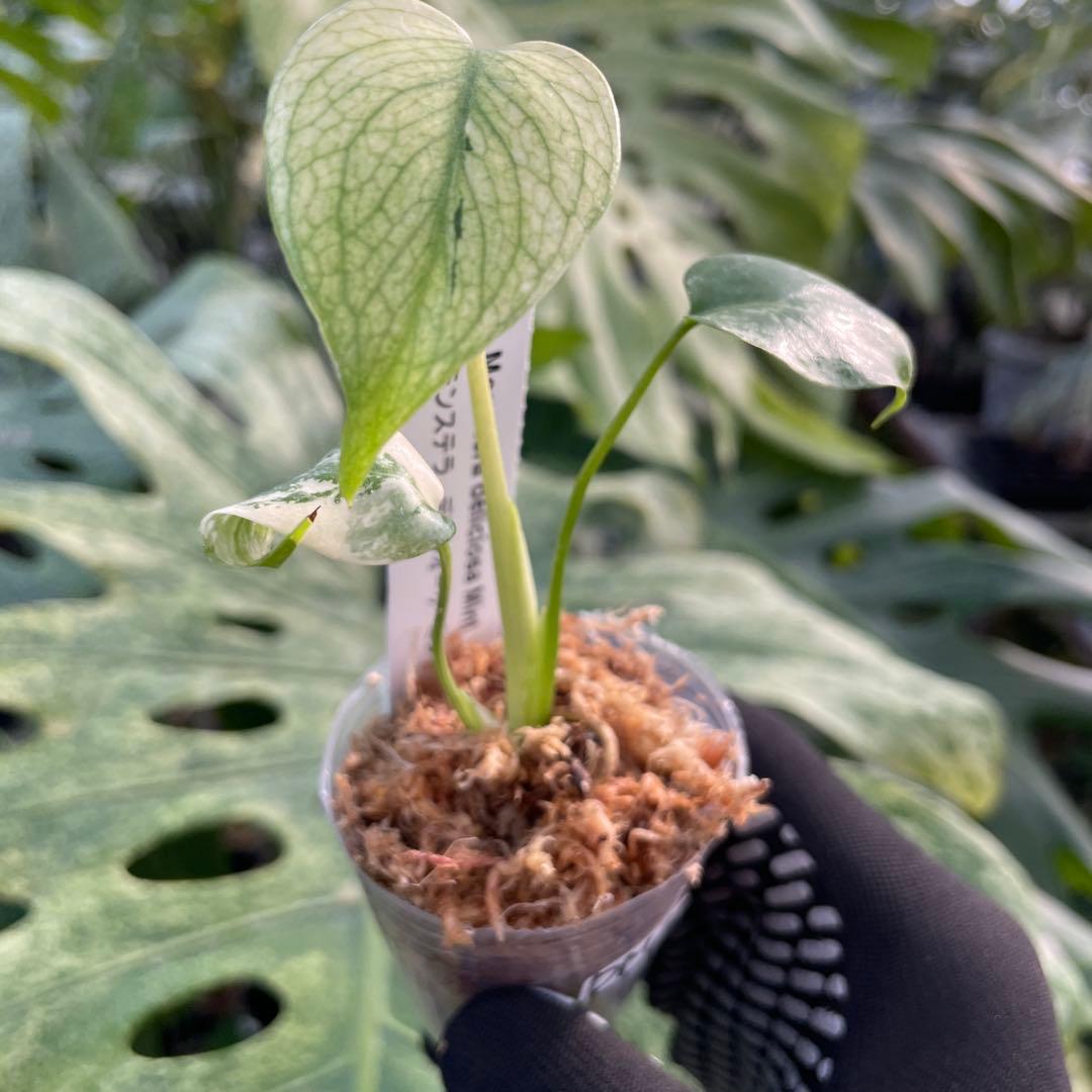 DM2モンステラ デリシオーサ ミント斑入り 2寸ポリポット ネコポス発送