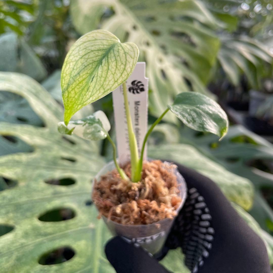 DM2モンステラ デリシオーサ ミント斑入り 2寸ポリポット ネコポス発送