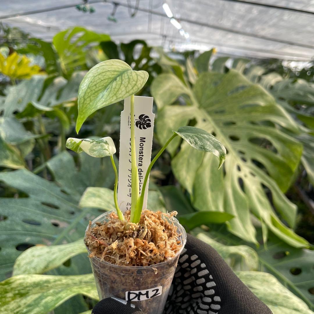 DM2モンステラ デリシオーサ ミント斑入り 2寸ポリポット ネコポス発送