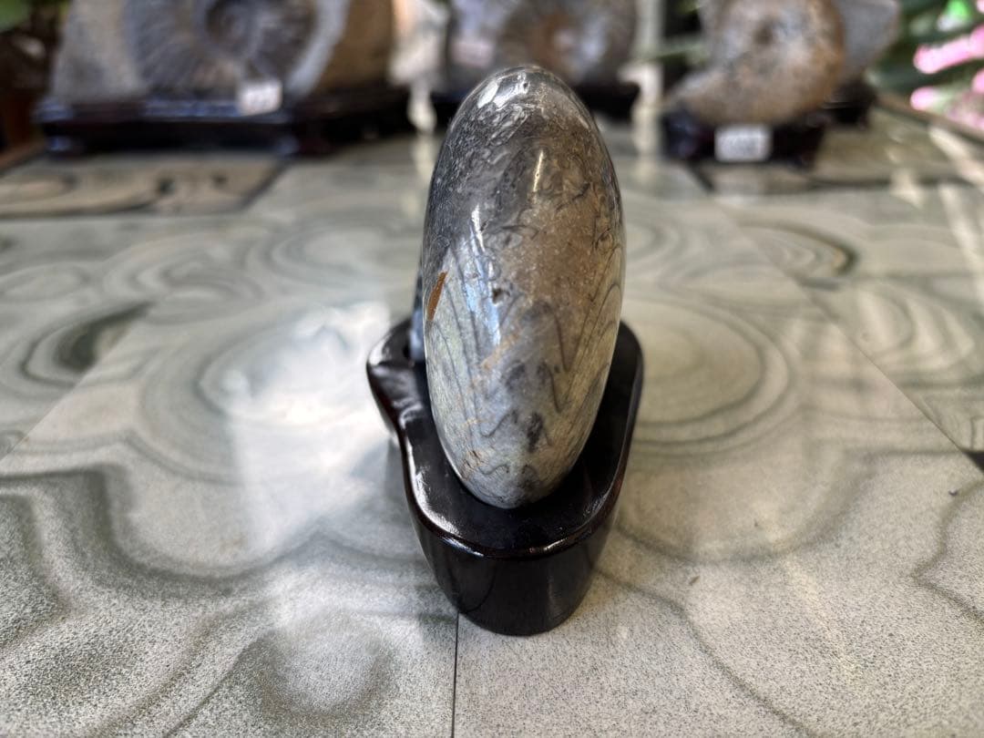 台付アンモナイト　化石　鉱石　希少　インテリア　3