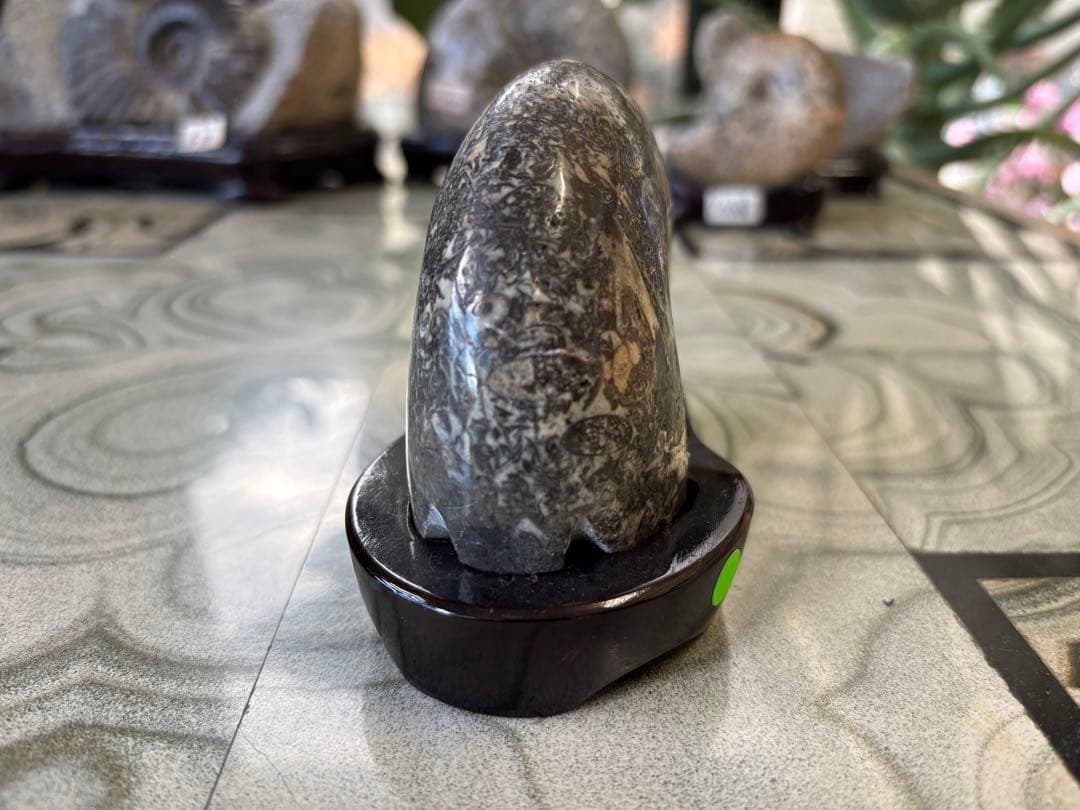 台付アンモナイト　化石　鉱石　希少　インテリア　3