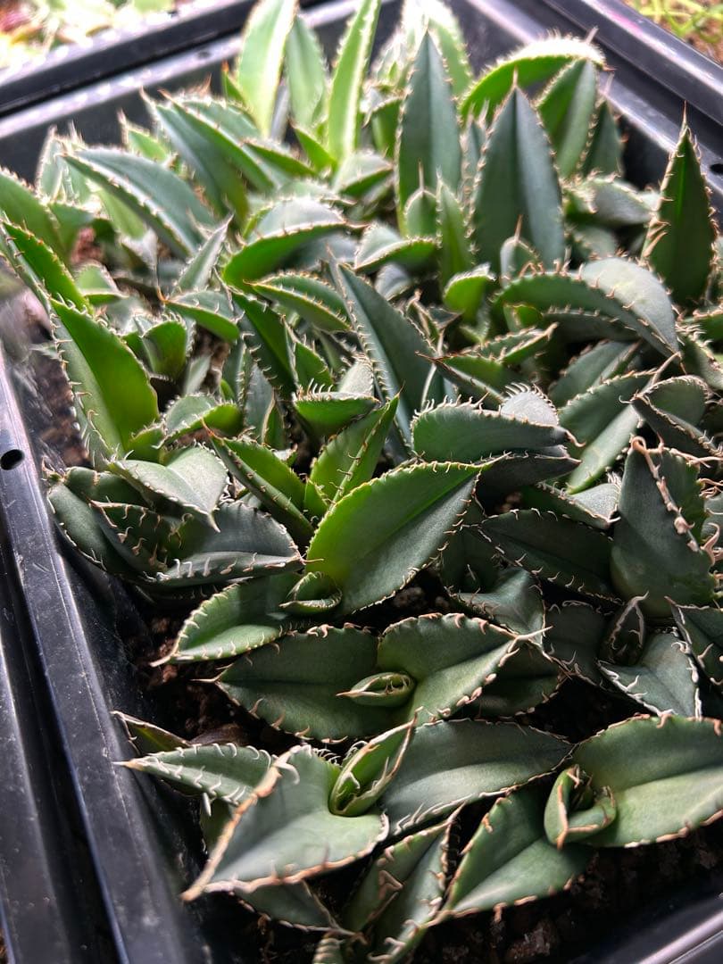 オテロイ　実生　60株以上　強棘　まとめ売り