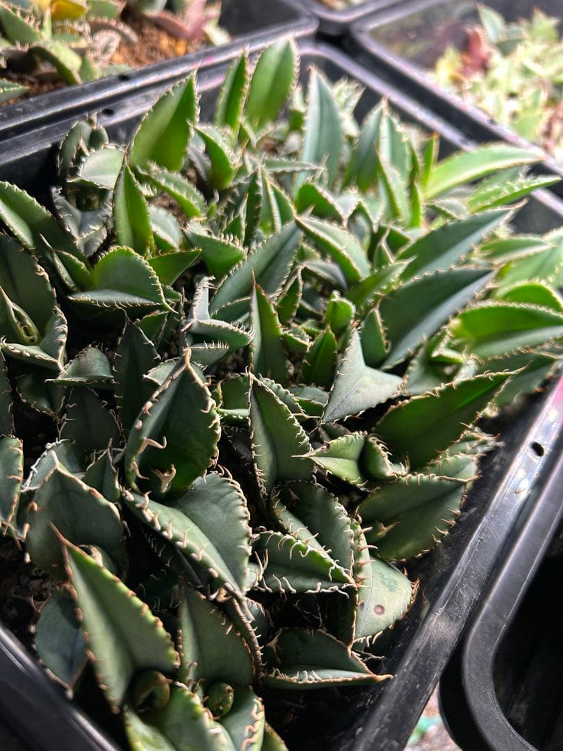 オテロイ　実生　60株以上　強棘　まとめ売り