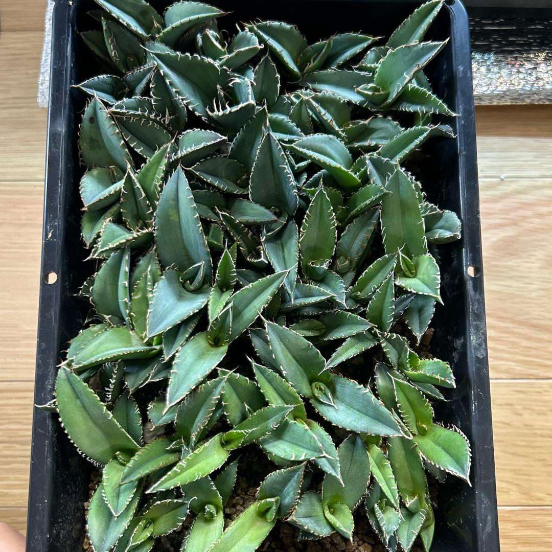 オテロイ　実生　60株以上　強棘　まとめ売り