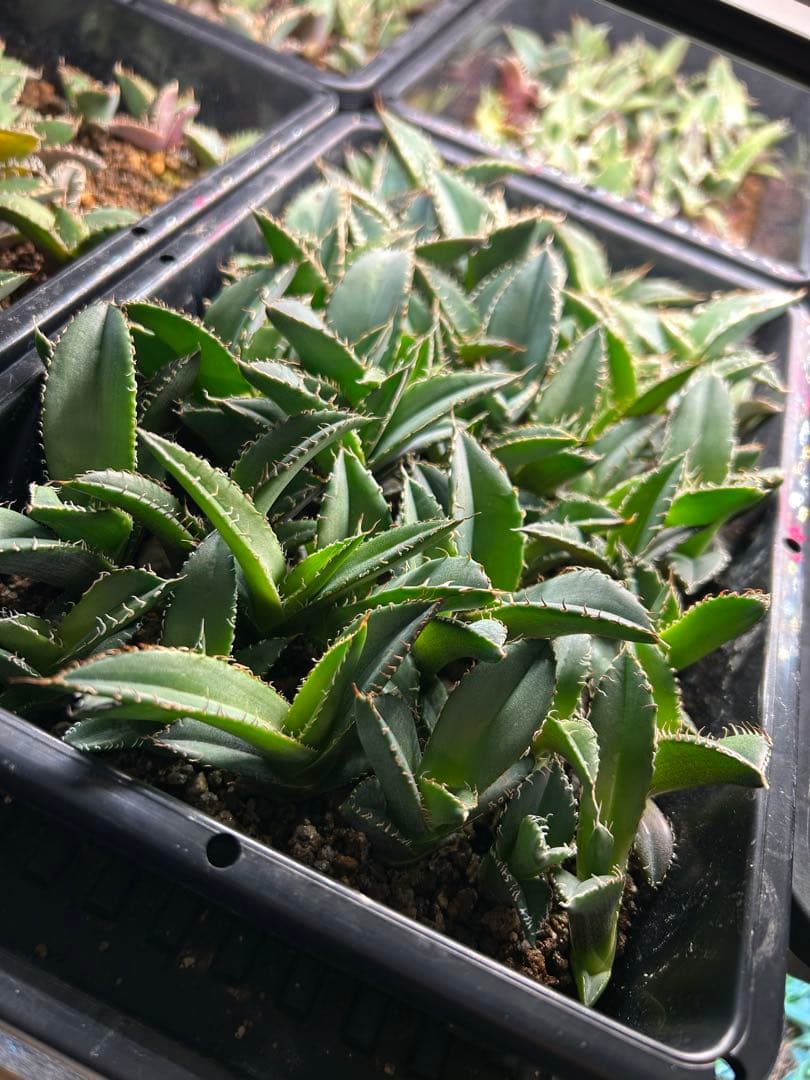 オテロイ　実生　60株以上　強棘　まとめ売り