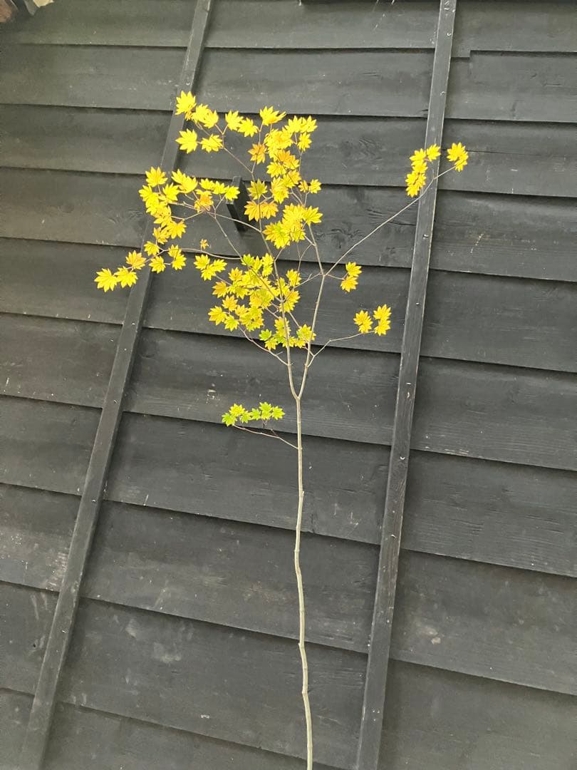 202 山採り コハウチワカエデ