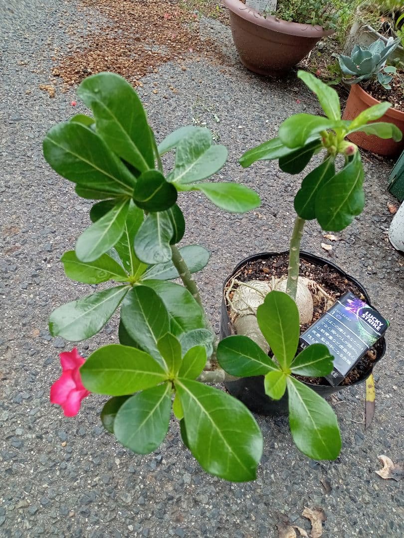 開花開始 アデニウム 花芯は白のグラデーション