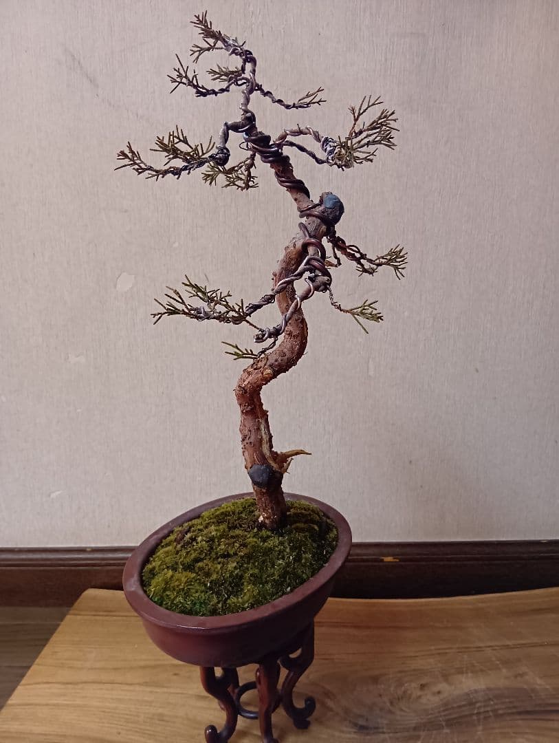 ‼️糸魚川真柏文人木‼️