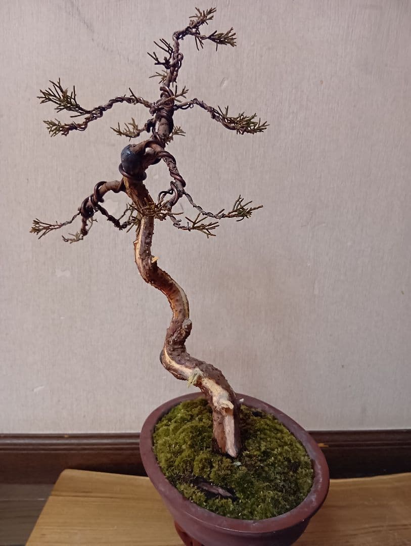 ‼️糸魚川真柏文人木‼️