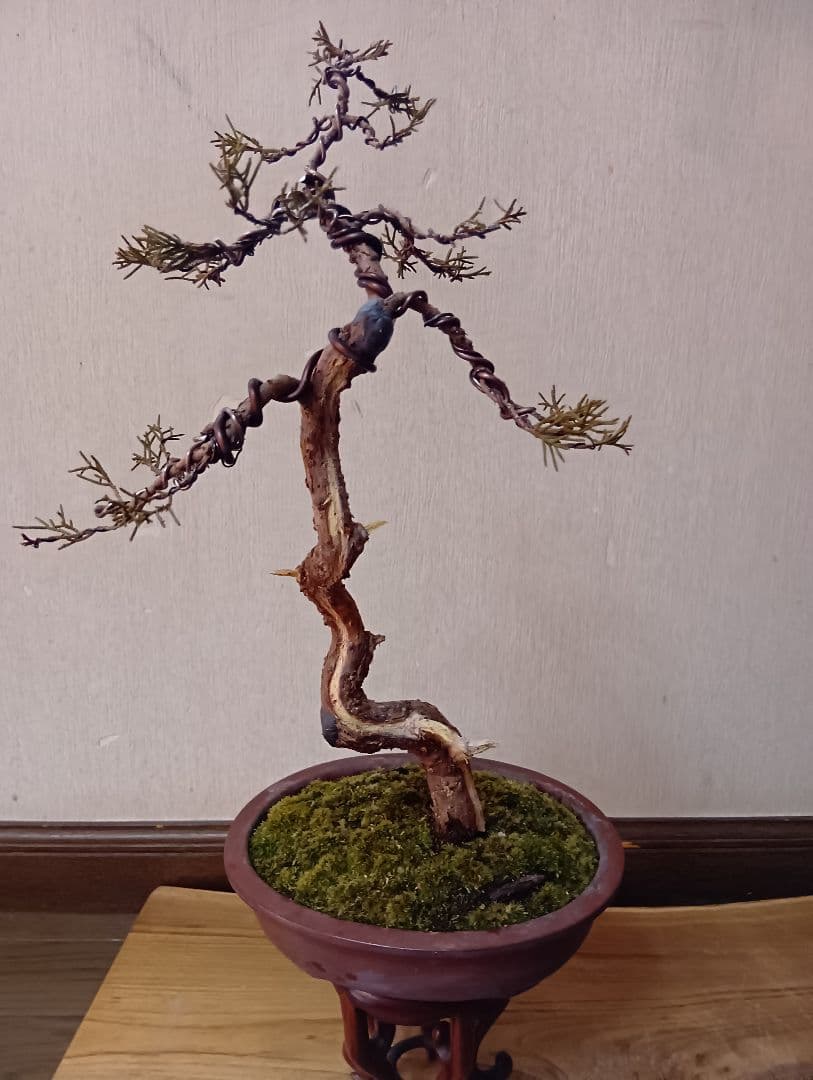 ‼️糸魚川真柏文人木‼️