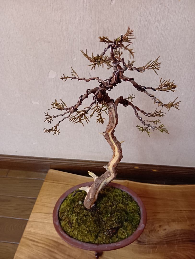 ‼️糸魚川真柏文人木‼️